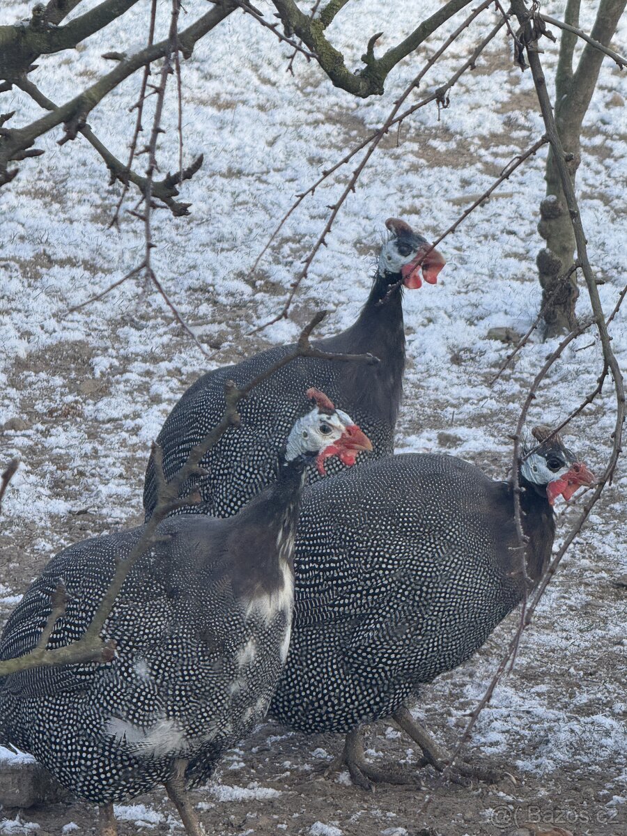 Máme na prodej mladé a okouzlující kohoutky — galantní, čilí - 2