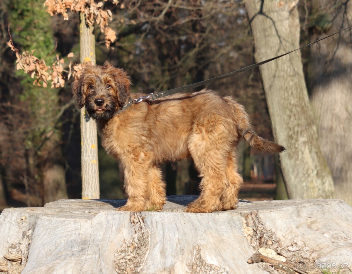 BRIARD PLAVÝ KLUK - 2
