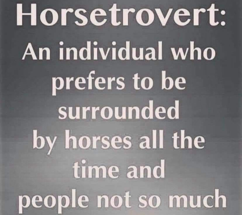 Koupím mladého koně - 2