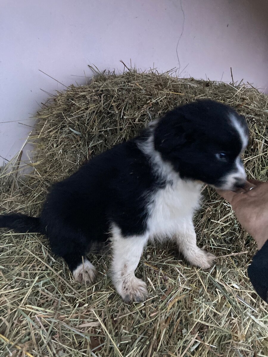 Prodám Border kolie pes - 2