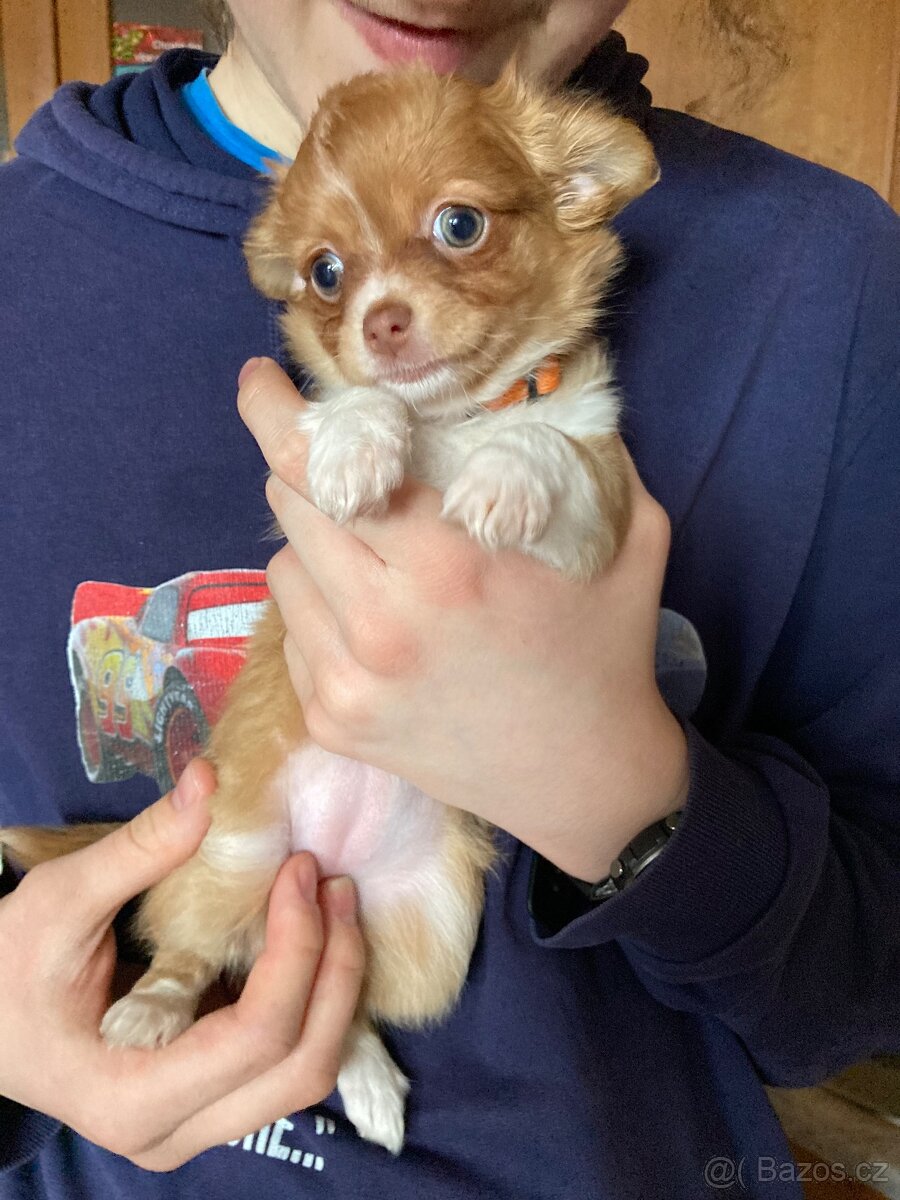 Čivava stáří 7 týdnů - 2