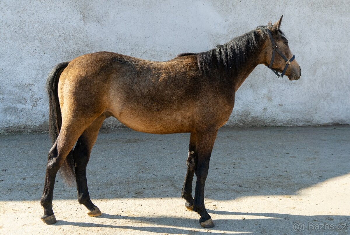 Dvouletí hřebci - 2