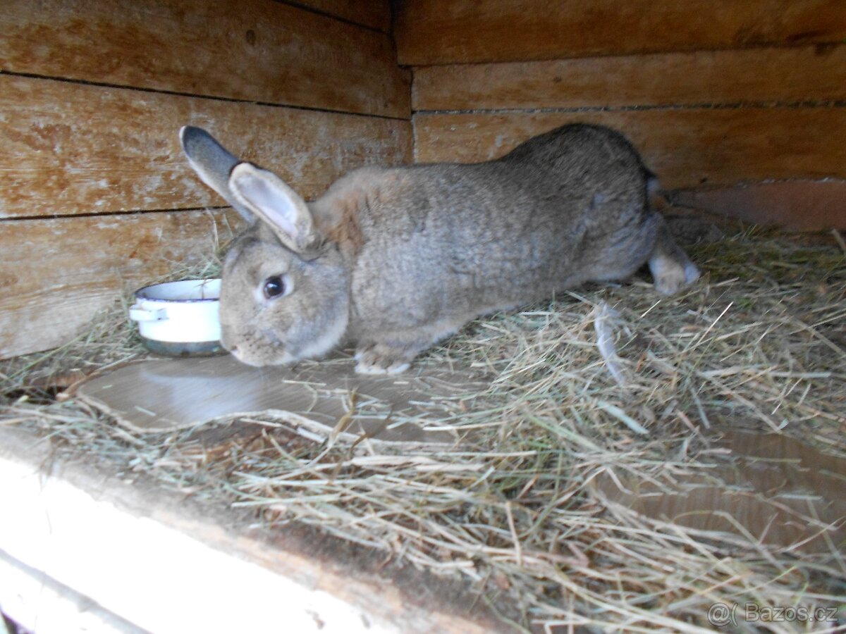 Králíci. - 2