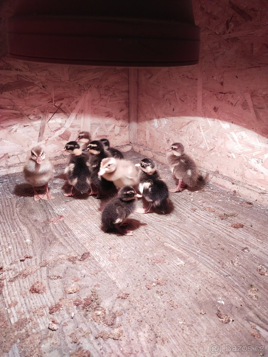 Kuřátka a běžci - 2