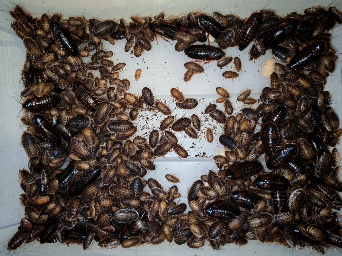 Šváb argentinský - 2