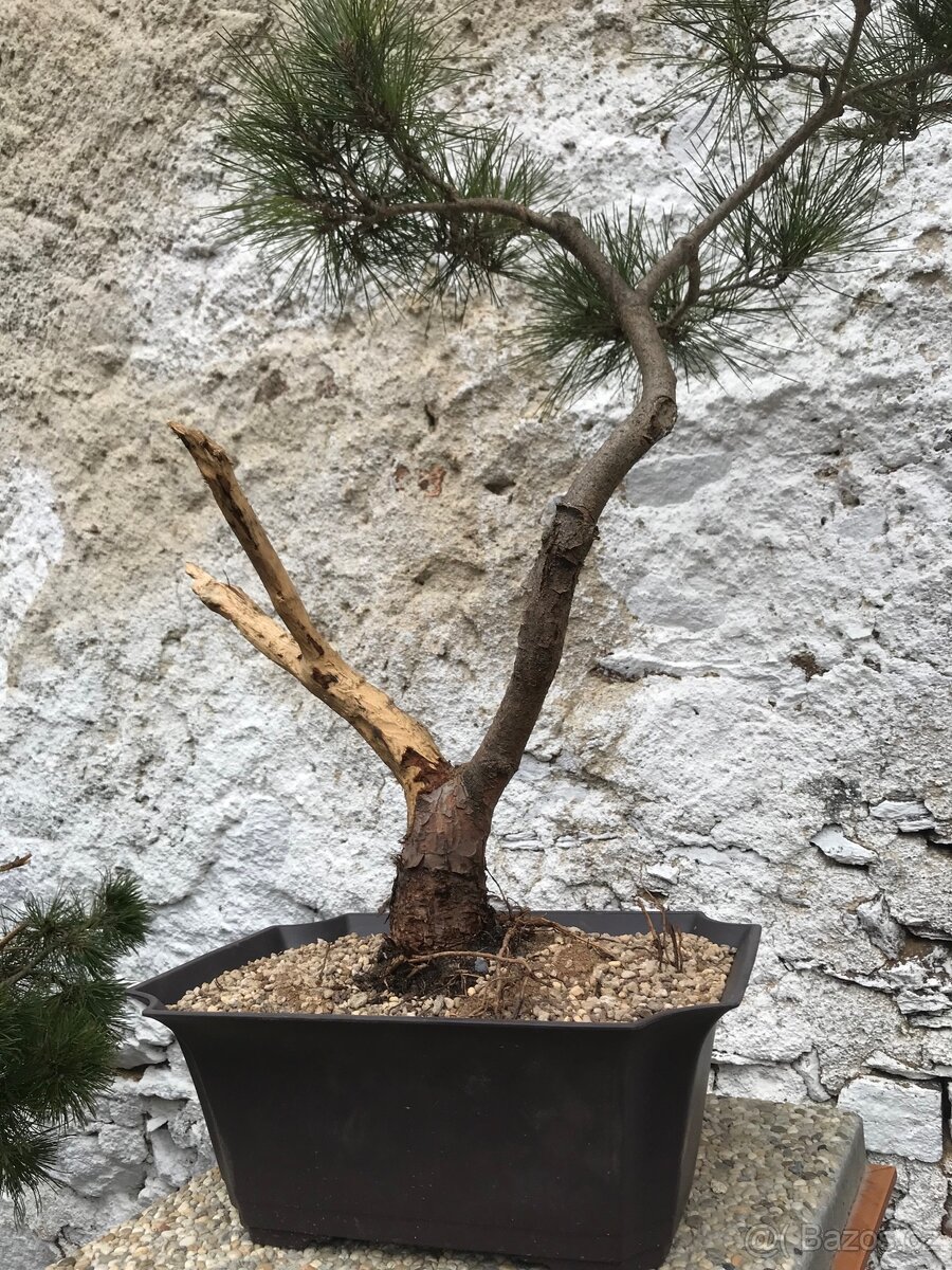 Bonsai bonsaj - 2