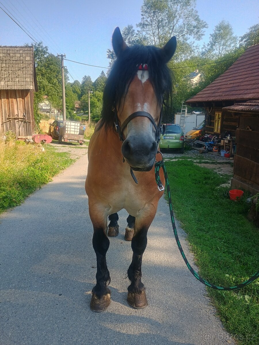 Polský chladnokrevník - 2