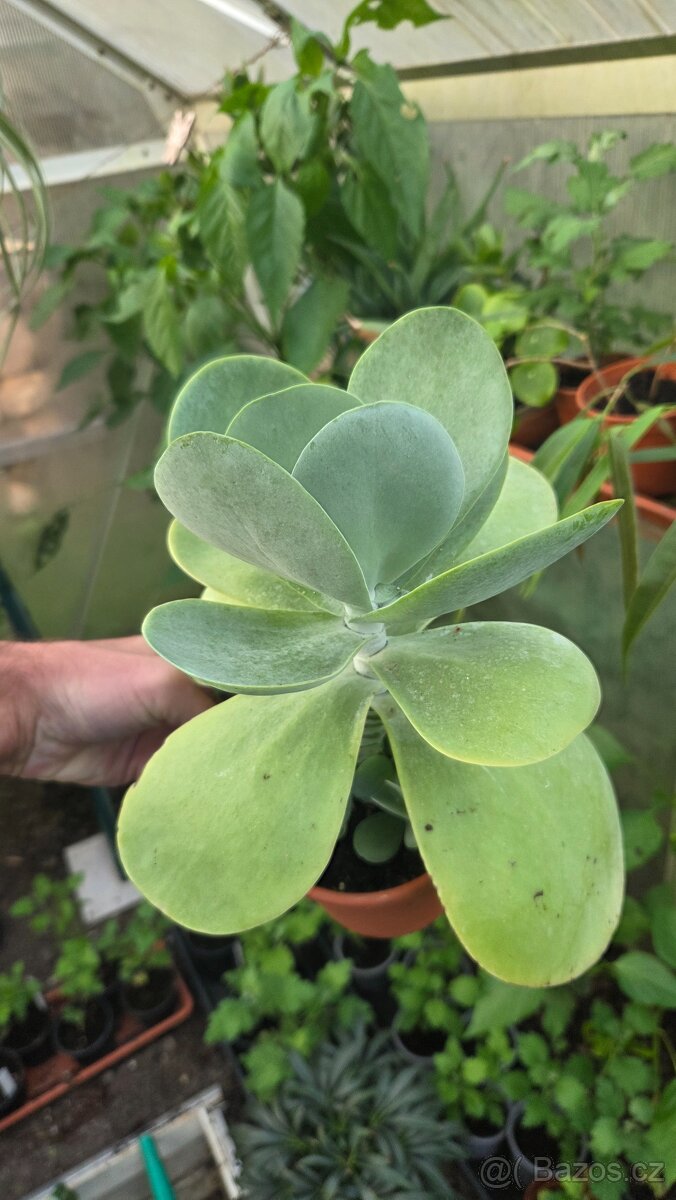 Kalanchoe thyrsiflora - 2