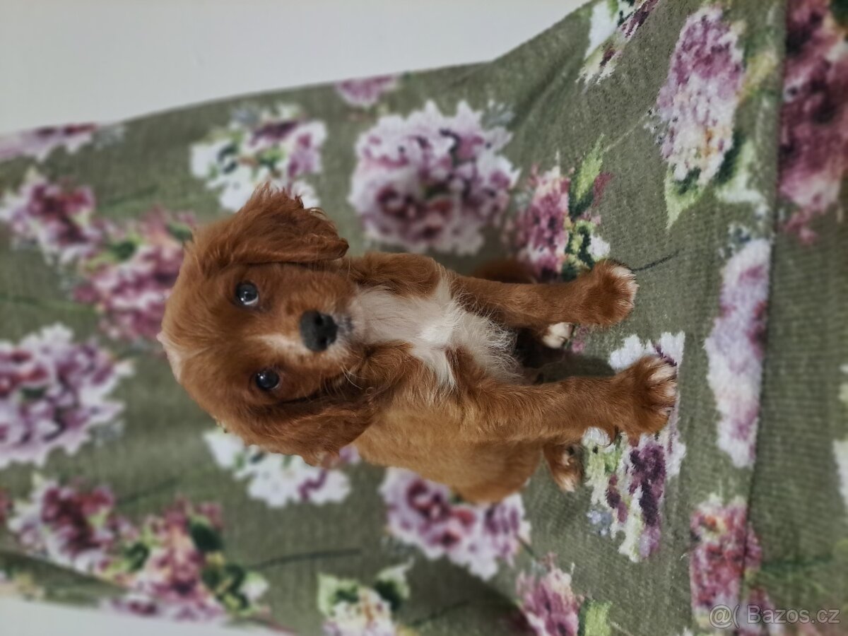 Cavapoo - 2