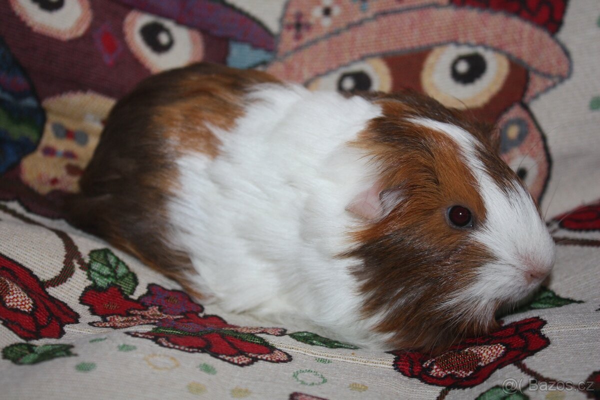 Dlouhosrstá morčátka kluci - 2