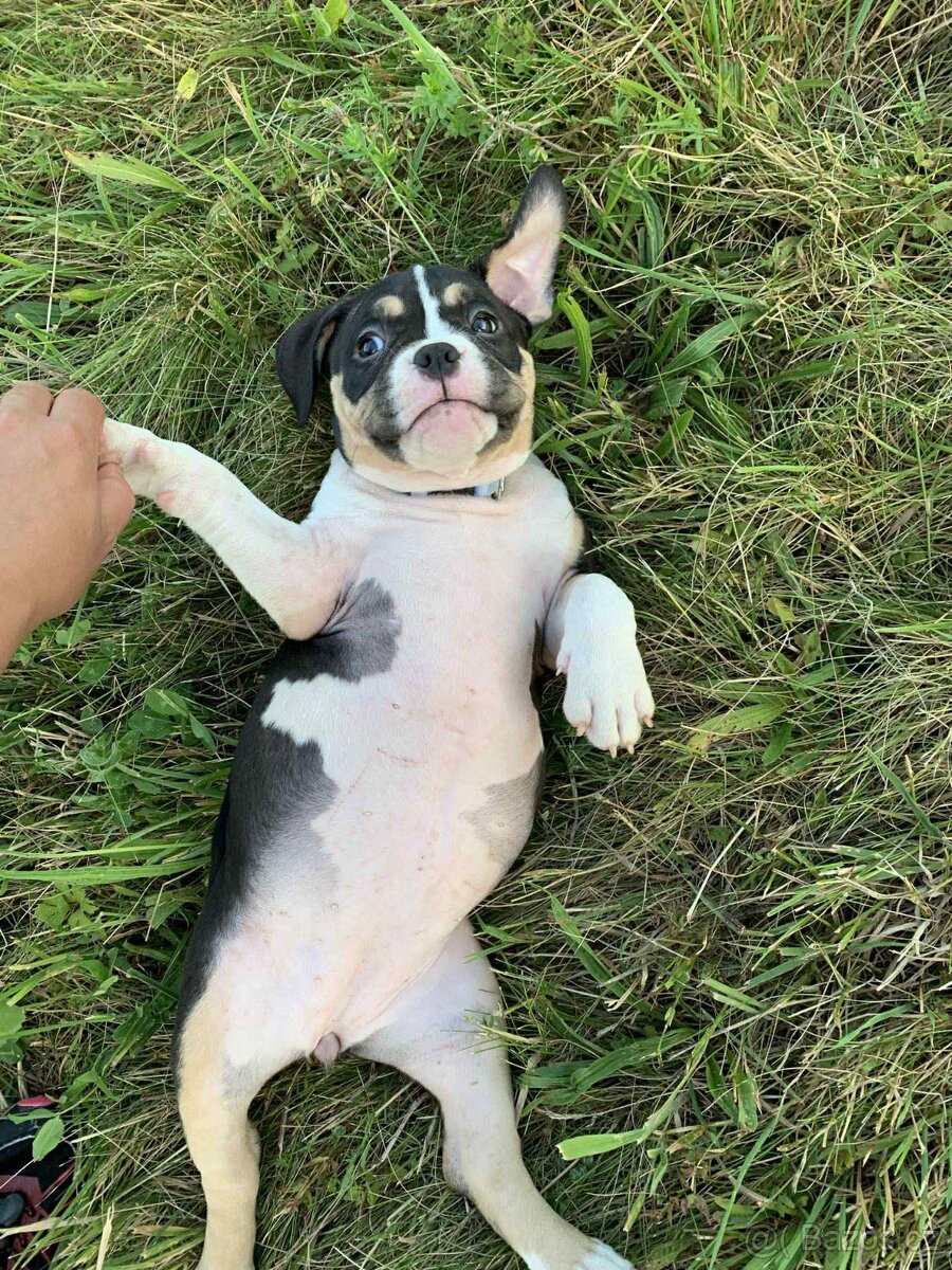 American Bully Pocket - 2