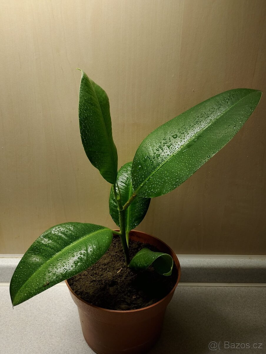 Ficus - 2