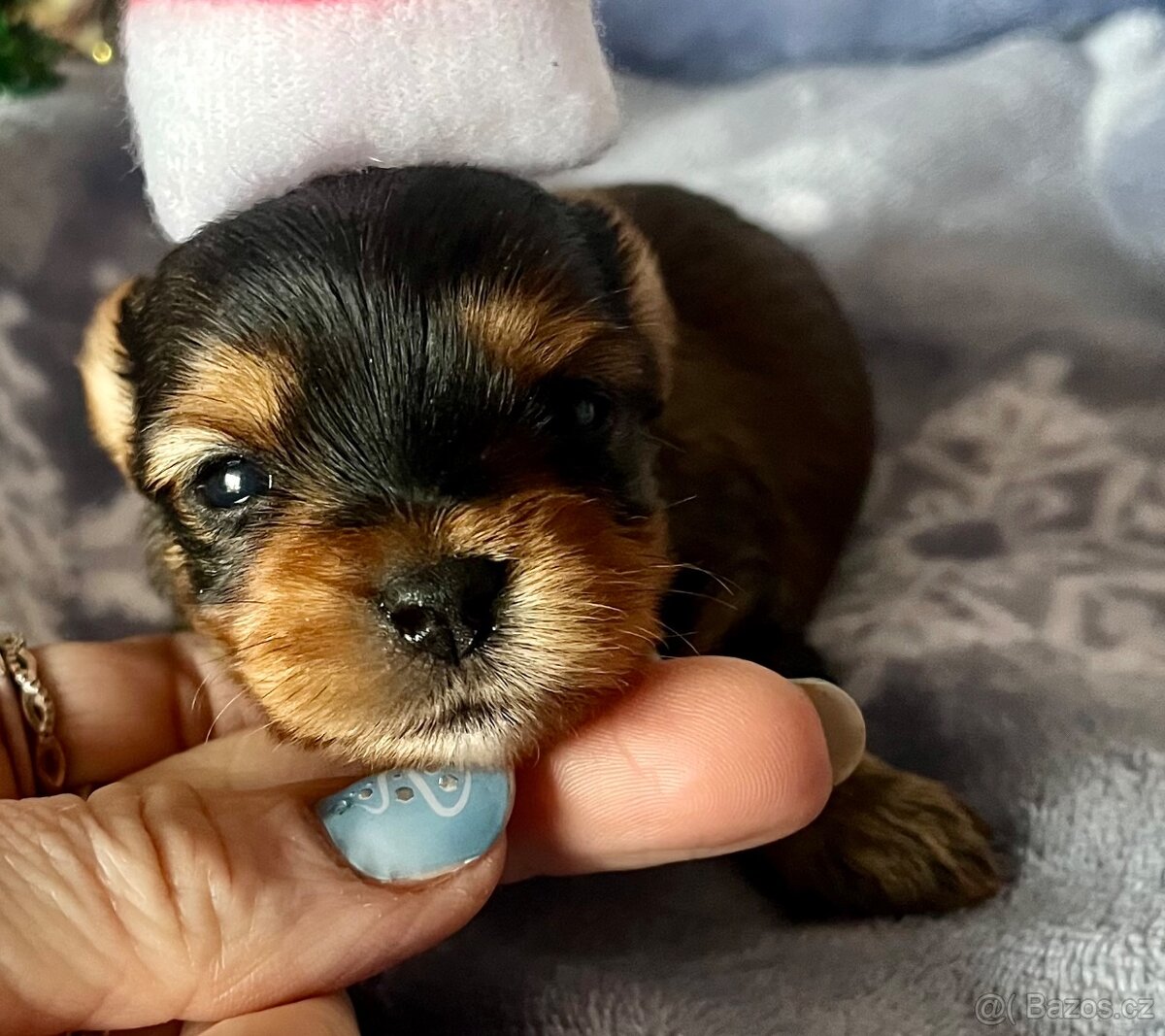 Jorkšírský teriér - 2