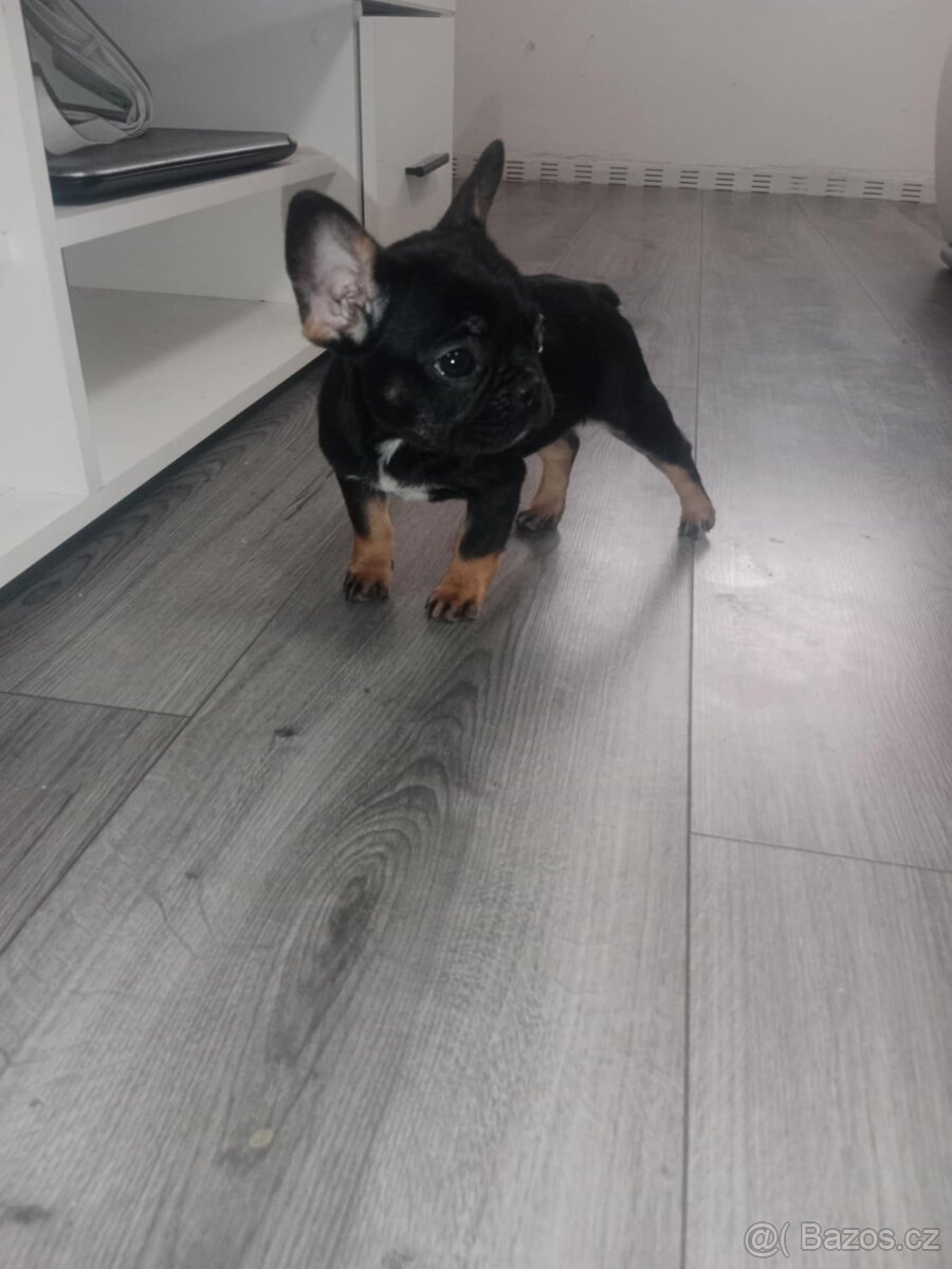 Francouzký buldoček - 2