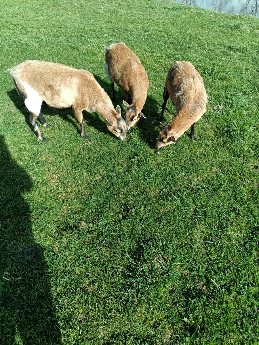 Kamerunské ovce - 2