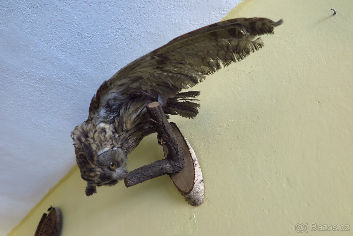 Srnčí parůžky - 2