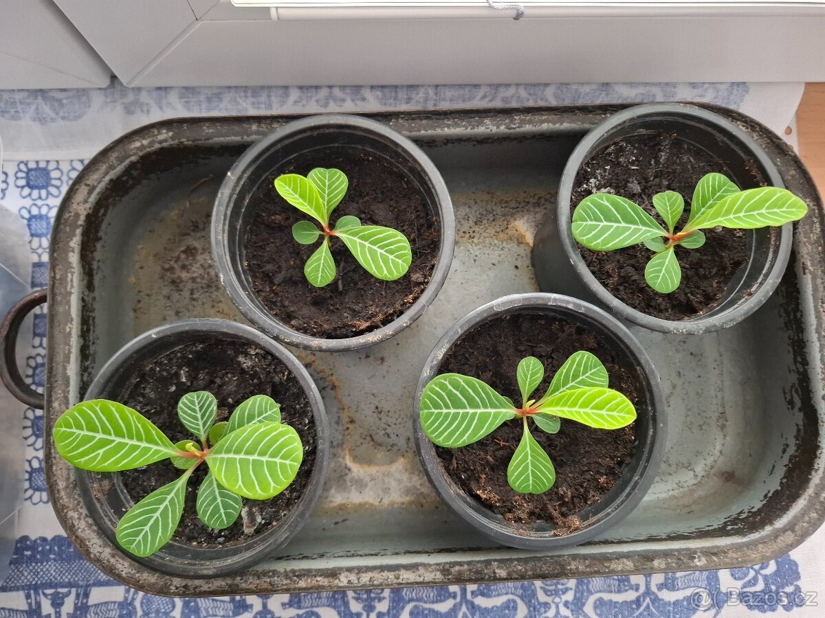 Pryšec Běložilný - 2