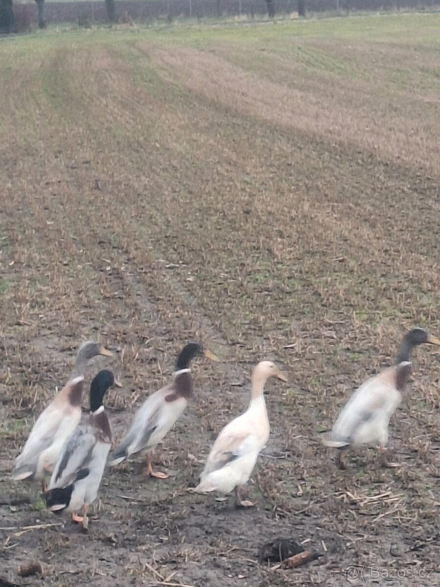 Indický běžci - 2