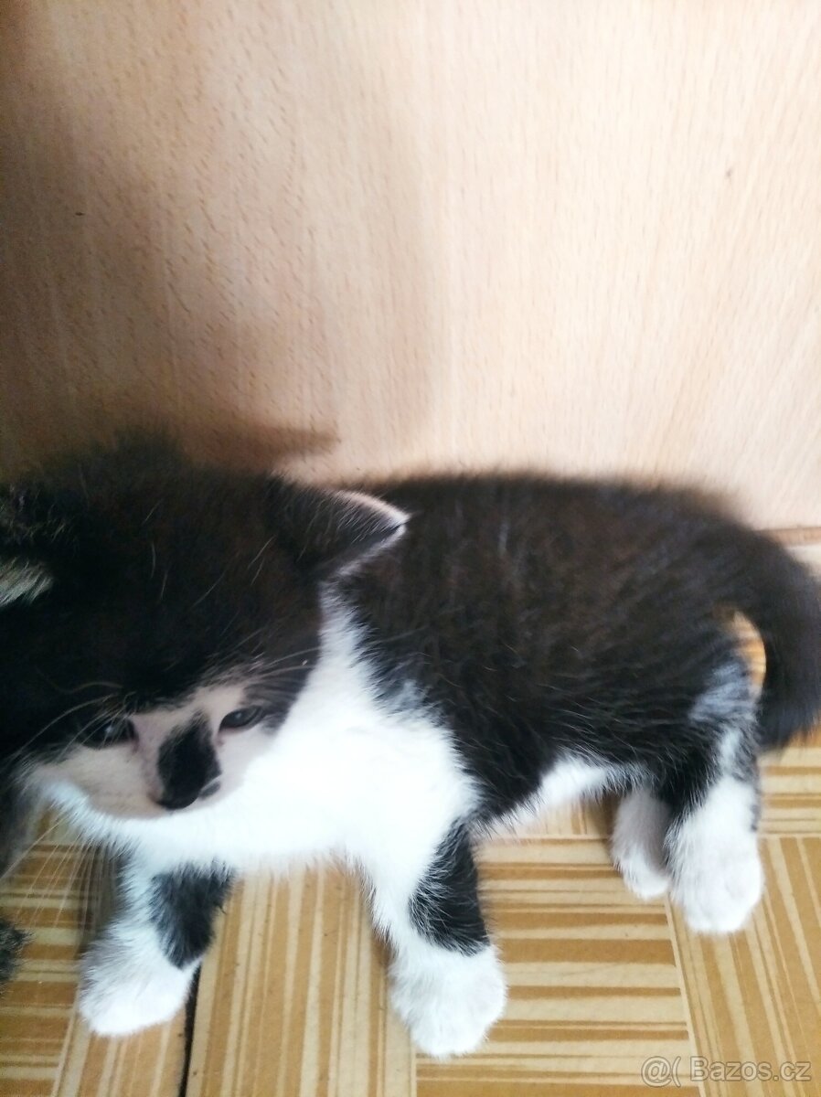 Daruji koťátka - 2