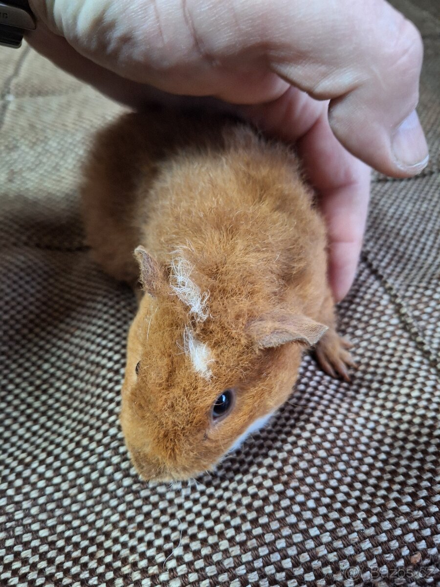 morče US teddy (4xsamec,2samice) - 2