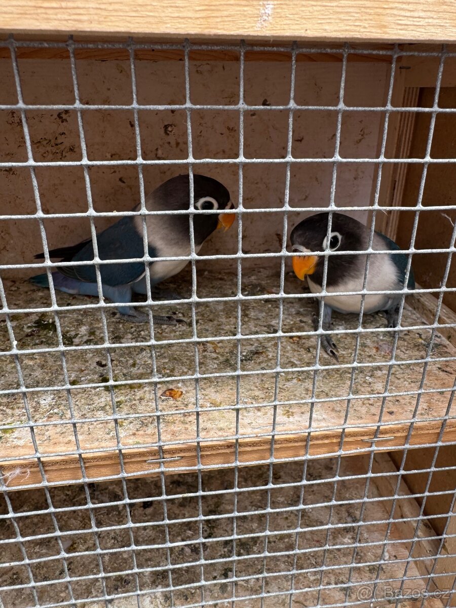 Prodám Agapornise Škraboškového - 2