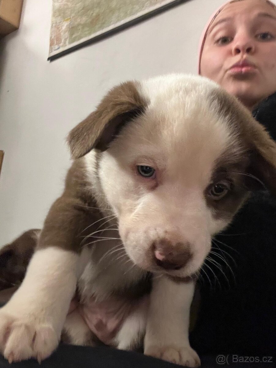 Štěňátka border kolie × australský ovčák - 2