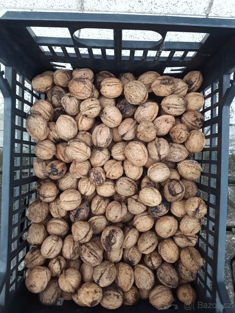 Vlašské ořechy - 2