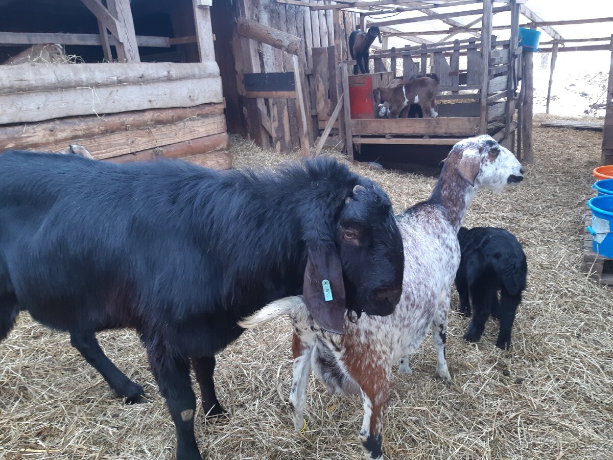 Prodám plemenného AN kozla Maria - 2