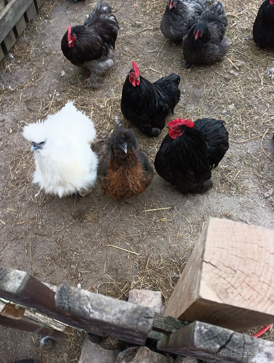 Hedvábnička velká - 2