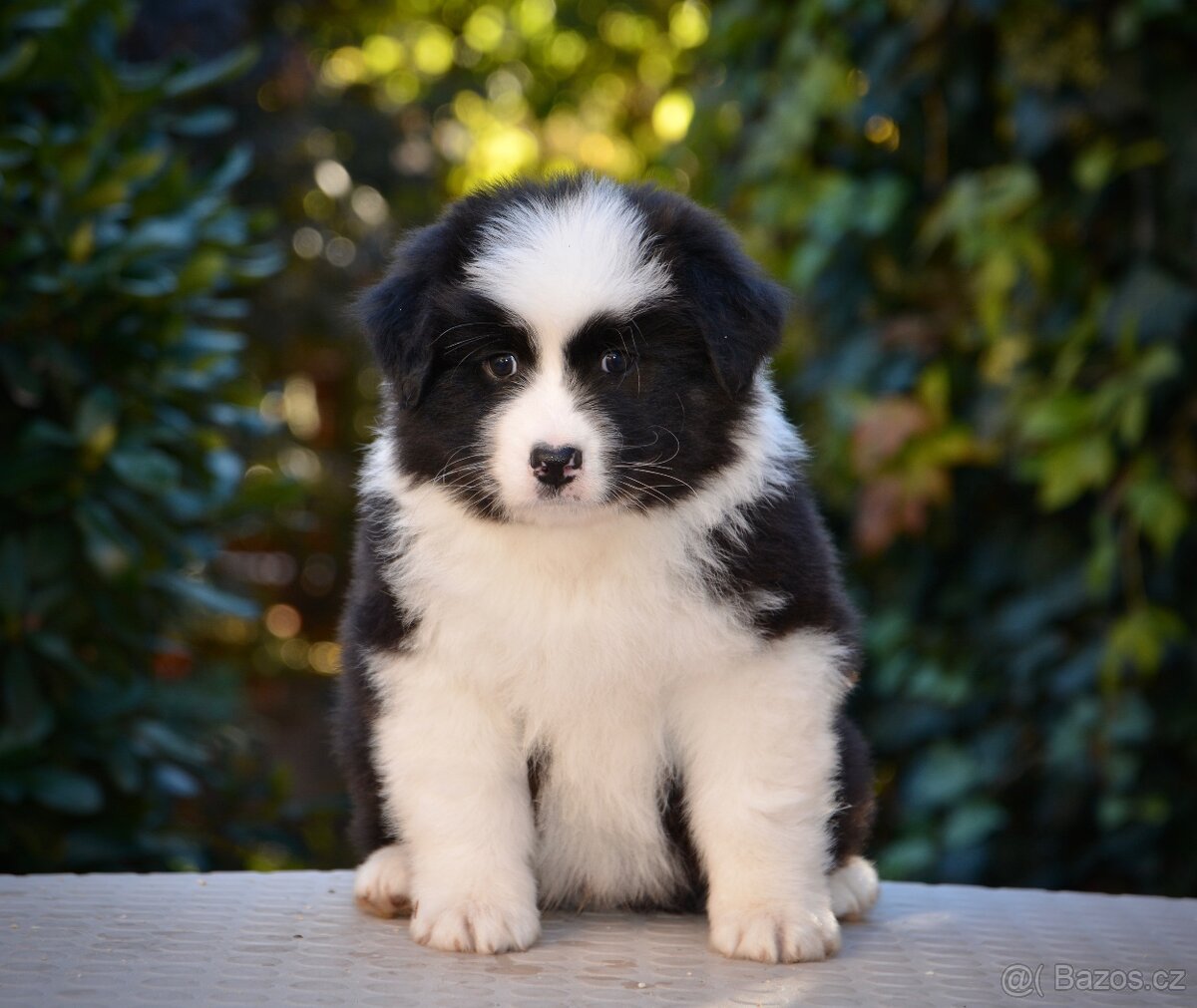 Australský ovčák s PP black tri kluk - 2