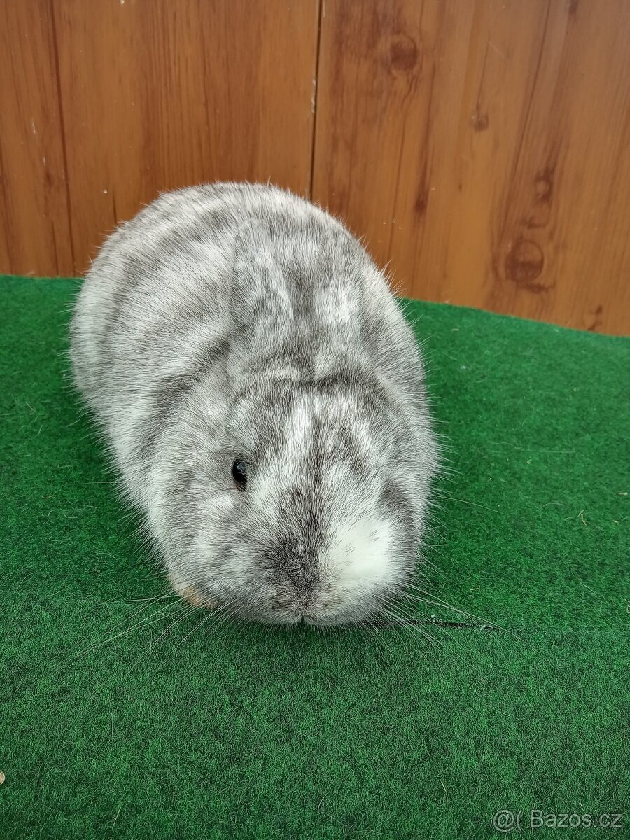 Zakrslý rhönský - 2