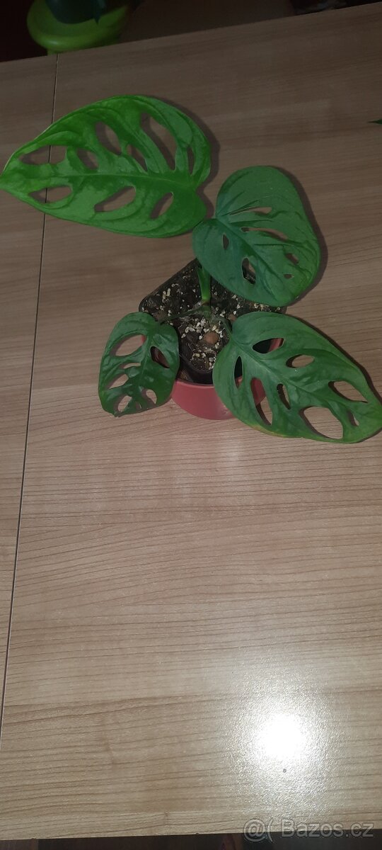 Monstera adansonii - 2