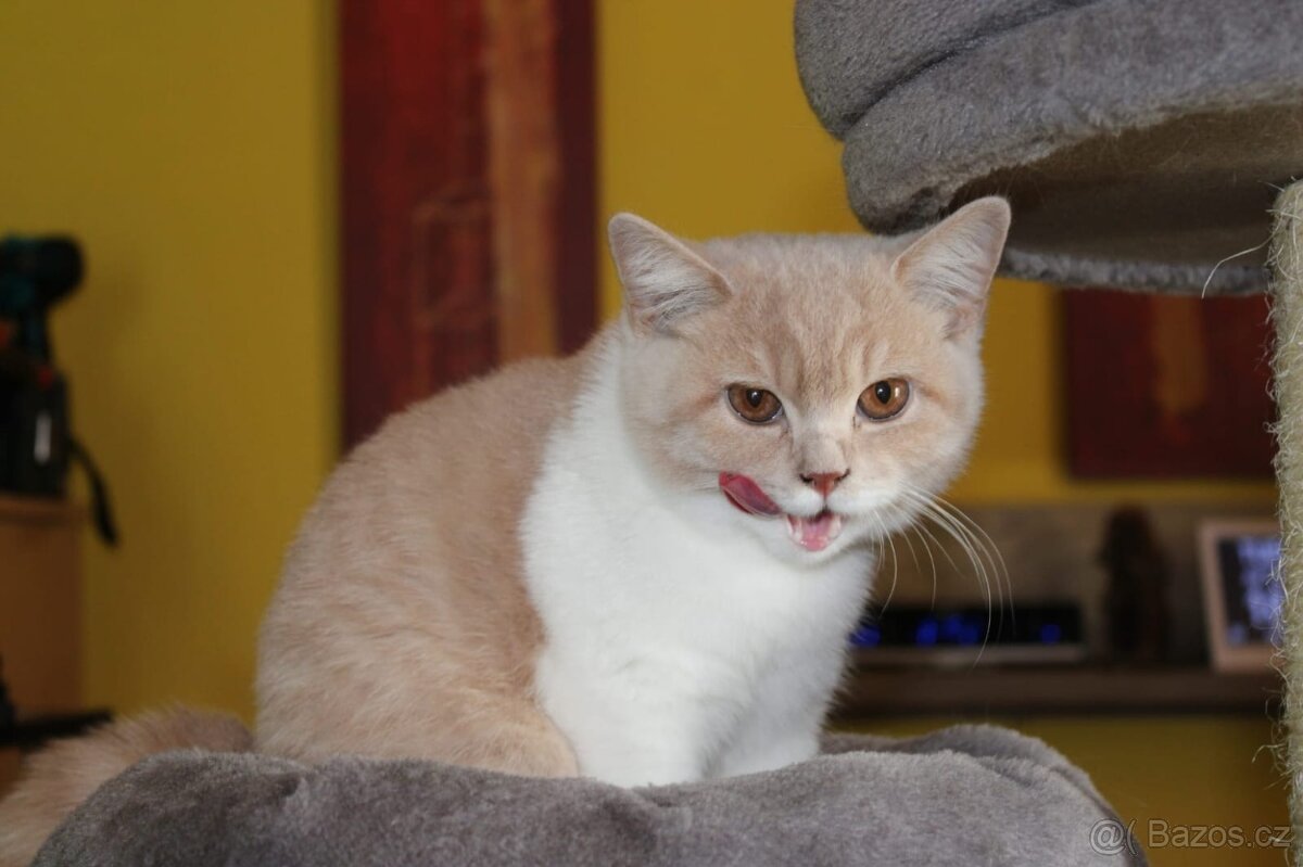 Britská krátkosrstá kočka - 2