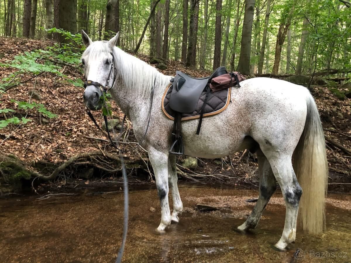 Bezkostrove sedlo Ghost Roma - 2