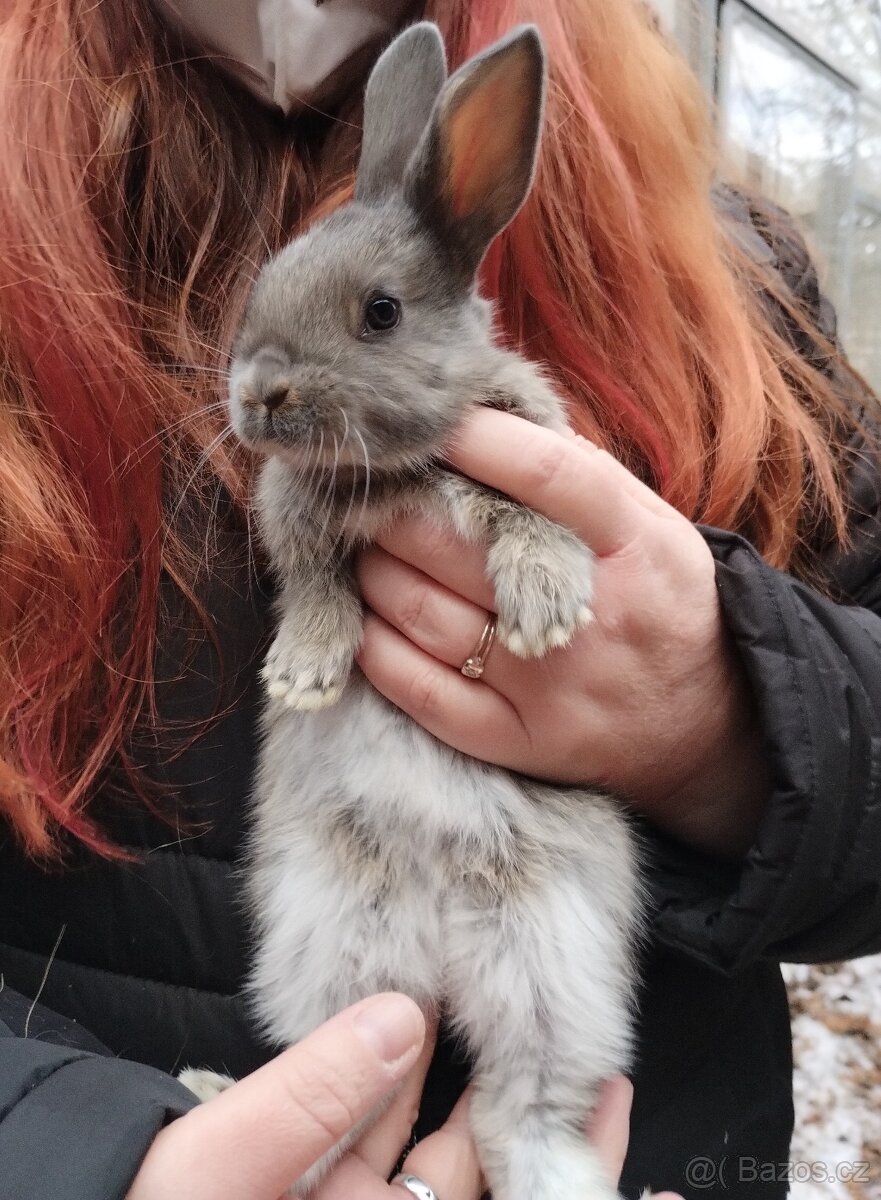 Prodám mladé králíčky - 2
