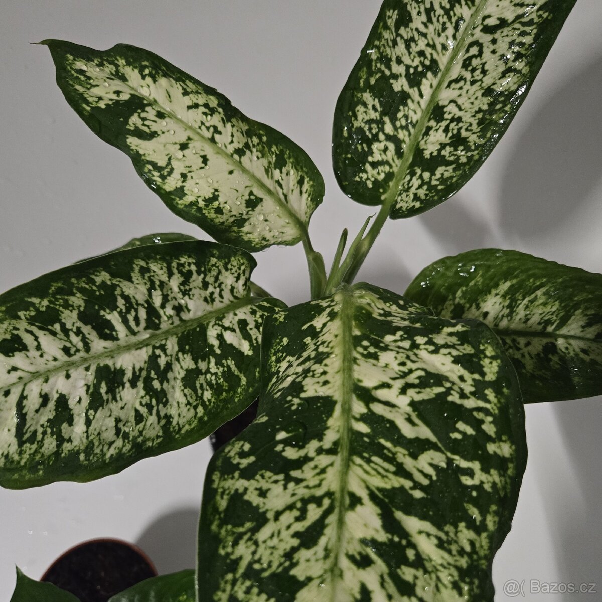 Difenbachie, sadička - 2