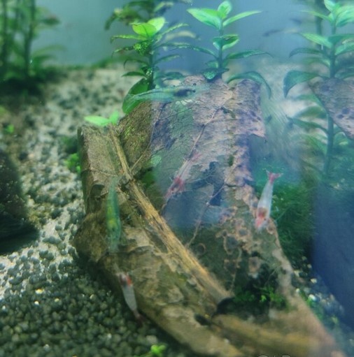 Krevetky Neocaridina - nedobarvené kusy - 2