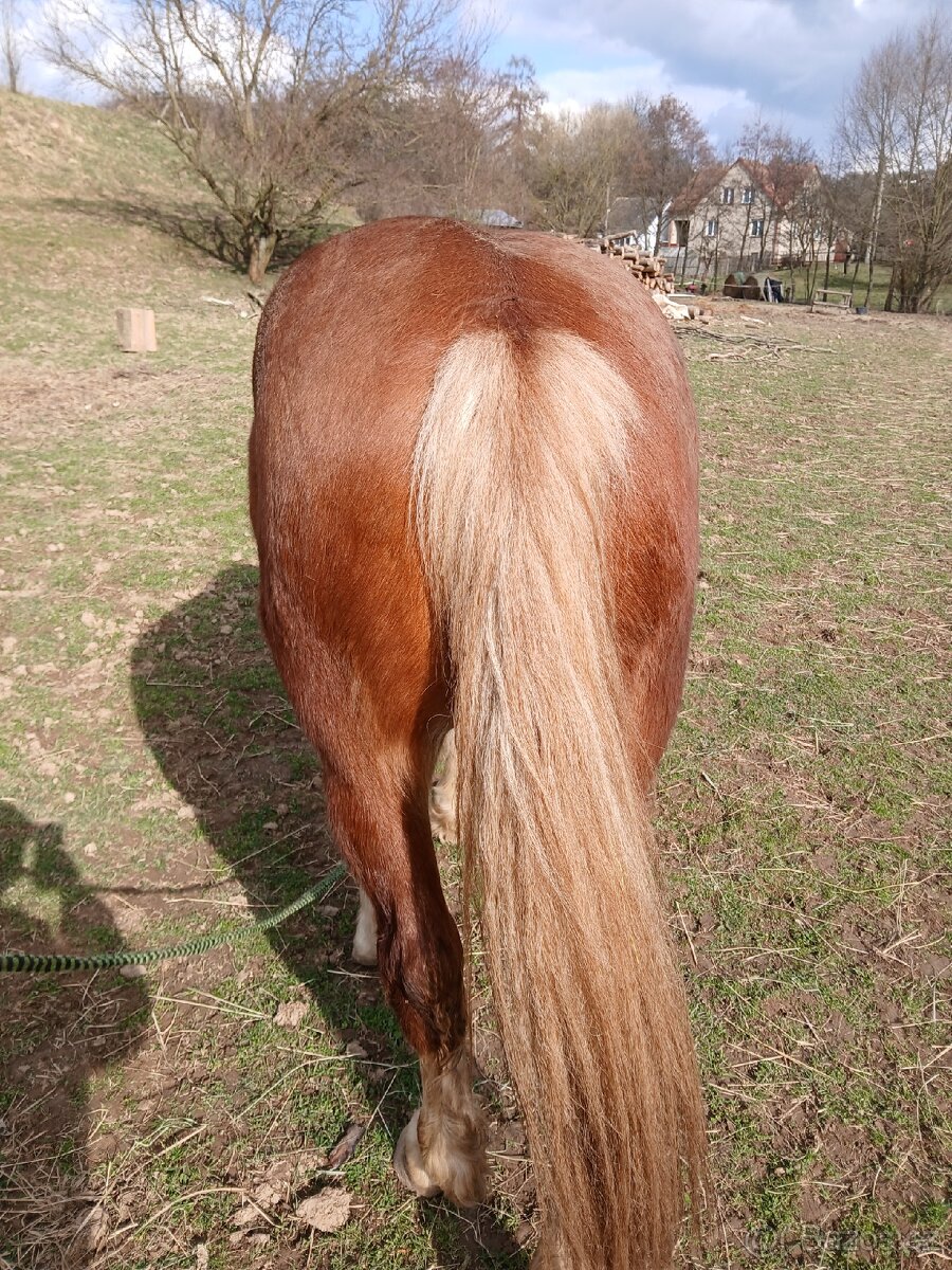 Prodej: Valach ČMB (nar. 2023) - 2