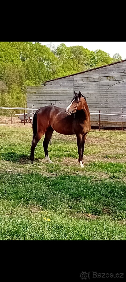 Welsh pony B - 2