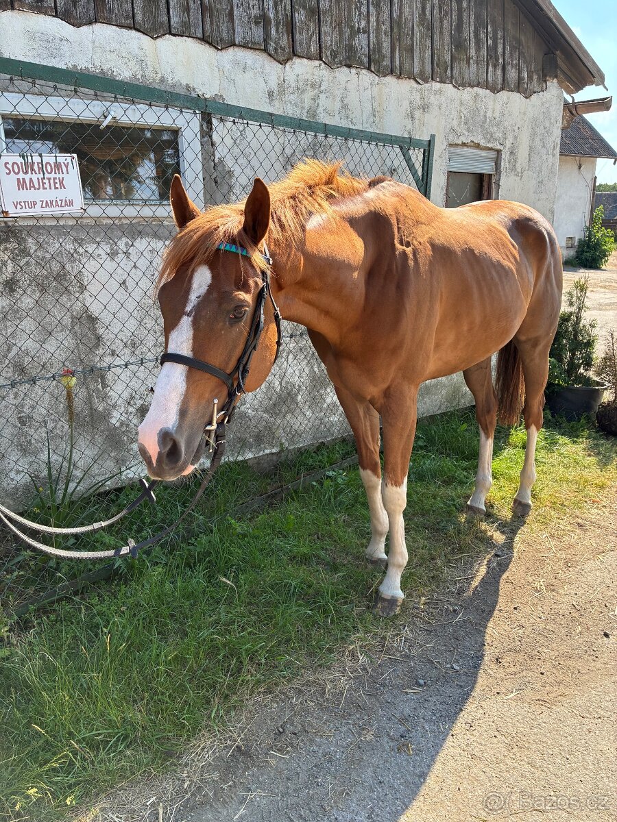 4 letý vysoký valach A1/1 - 2
