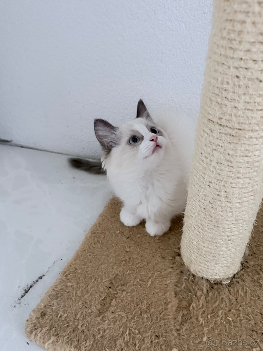 Ragdoll Kocourek - 2