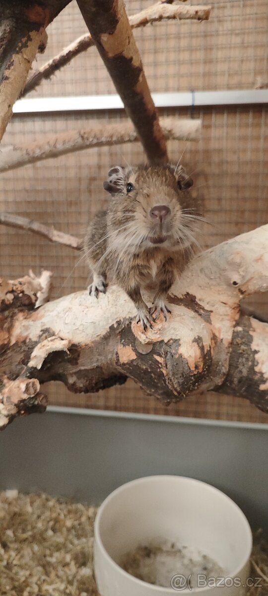 Osmák degu + klec - 2