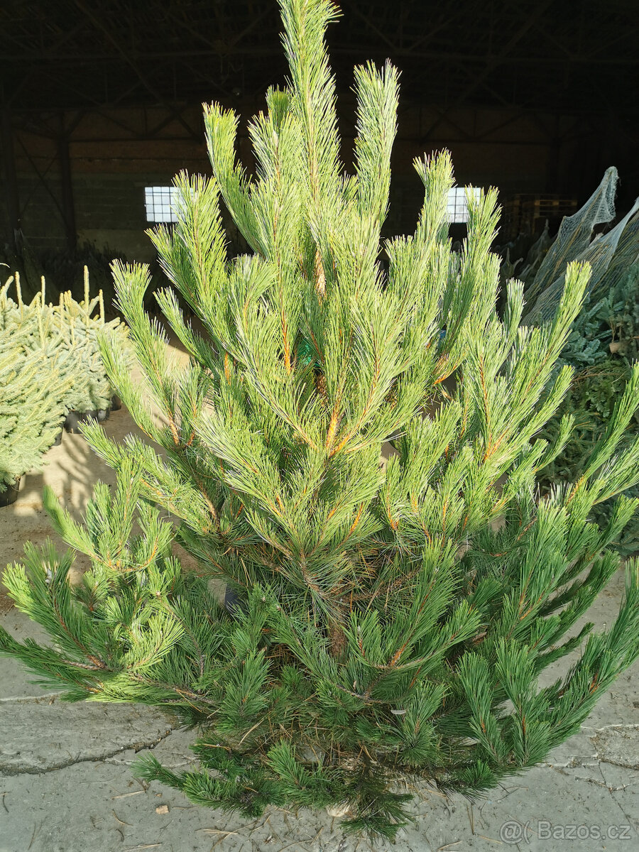 VÁNOČNÍ STROMKY - 2