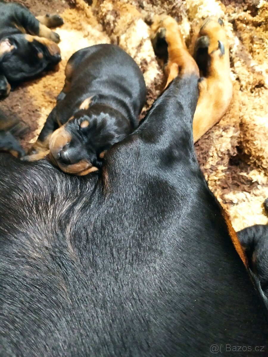 Dobrman štěňátka - 2