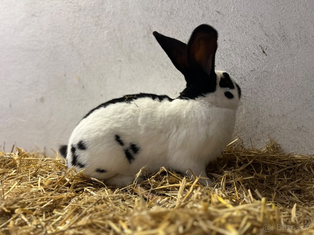 Německý obrovitý strakáč černý (NOS) - 2