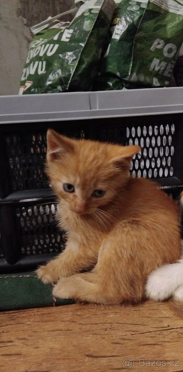 Daruji do dobrých rukou - 2