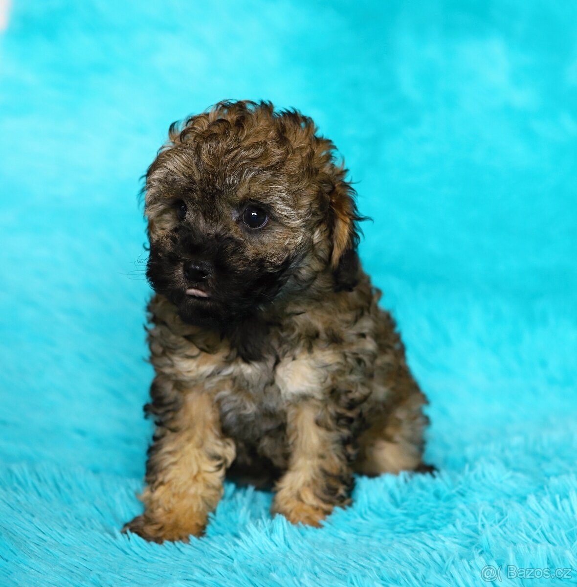 Pudl trpasličí - fenka - 2