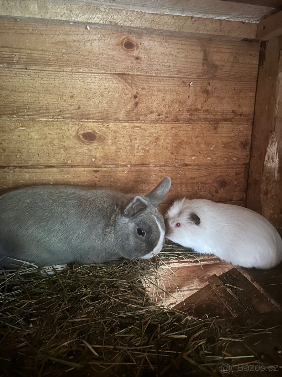 Daruji 2 králíky a 2 morčátka - 2