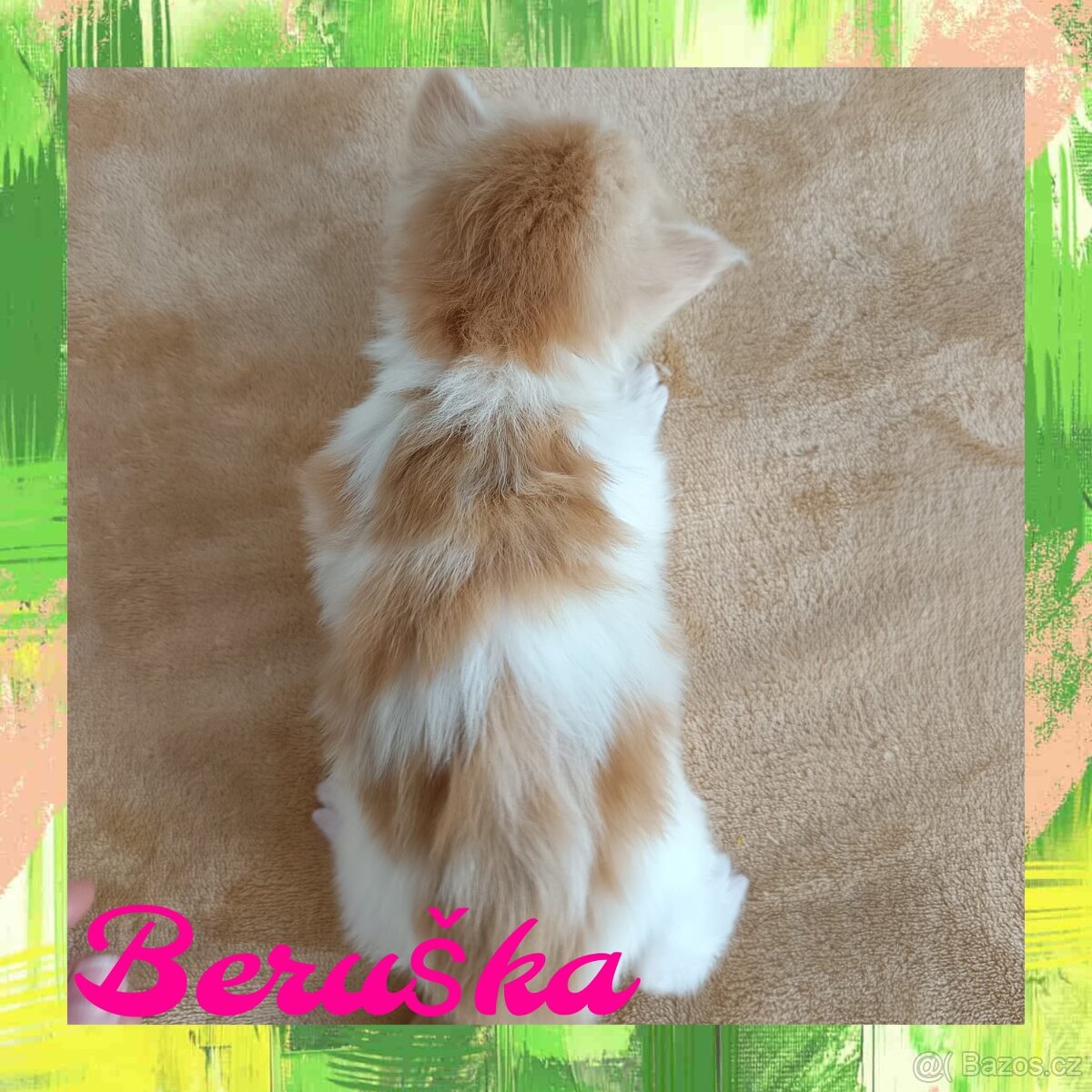 Mainská Mývalí bez PP - 2