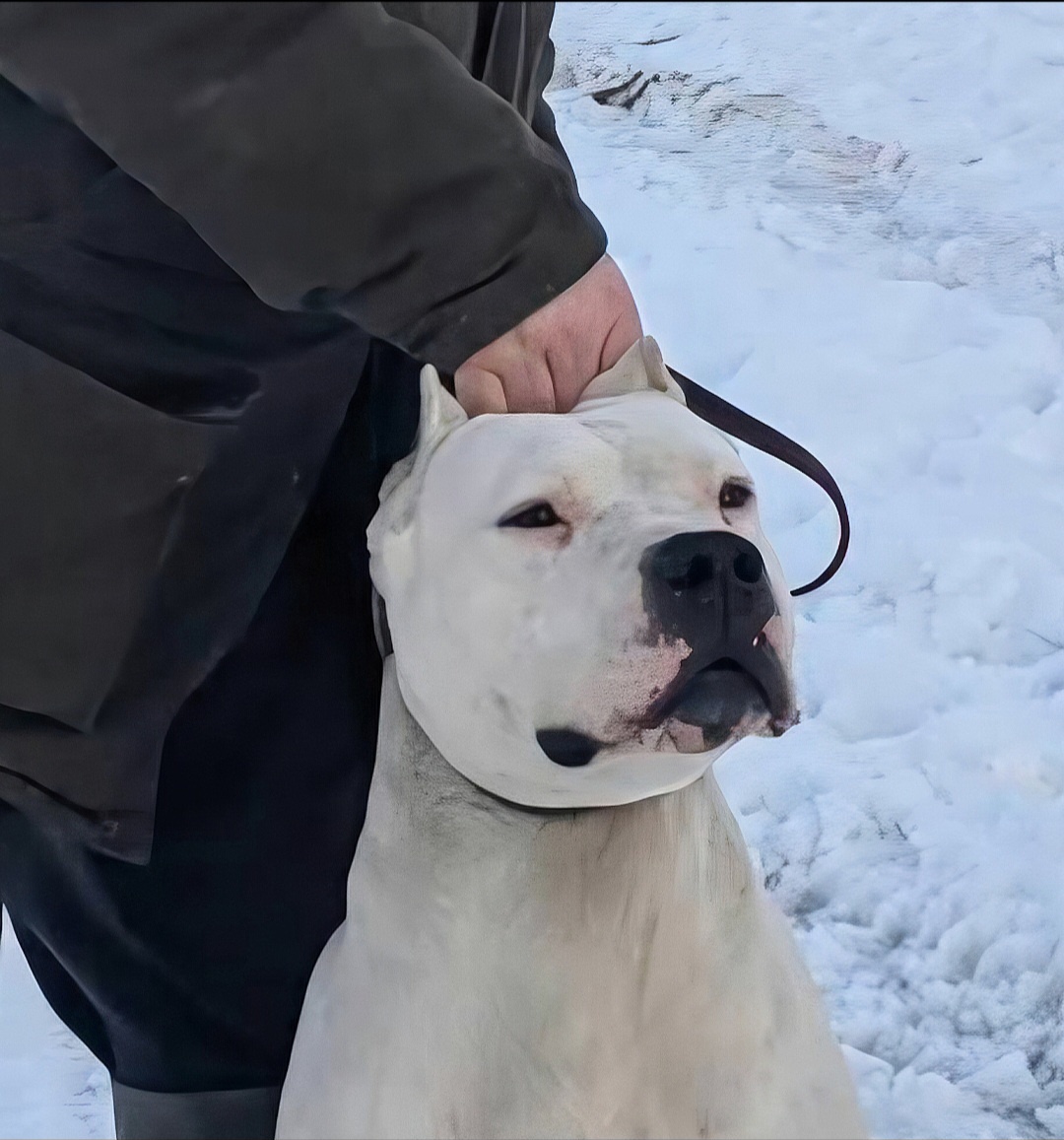 Argentínska doga s PP - 2